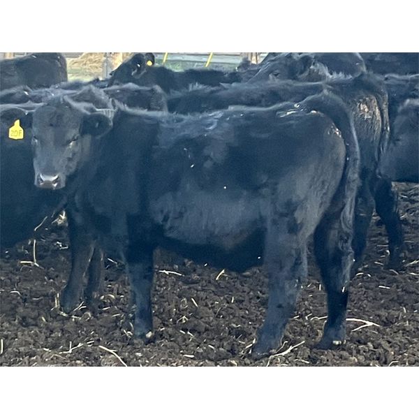 CC Farming Company - 630# Weaned Steers - 45 Head (Cayley, AB)