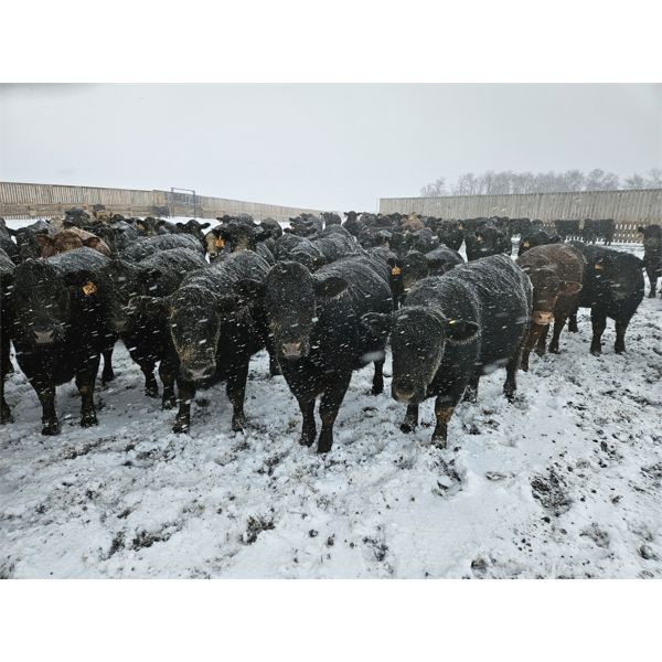 Little Rainbow Ranch - 960# Yearling Heifers - 250 Head (Moosomin, SK)