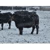 Image 4 : Little Rainbow Ranch - 960# Yearling Heifers - 250 Head (Moosomin, SK)