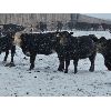 Image 6 : Little Rainbow Ranch - 960# Yearling Heifers - 250 Head (Moosomin, SK)