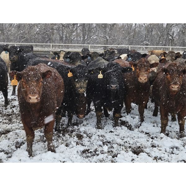 Little Rainbow Ranch - 1020# Yearling Heifers - 208 Head (Moosomin, SK)
