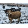 Image 4 : Little Rainbow Ranch - 1020# Yearling Heifers - 208 Head (Moosomin, SK)