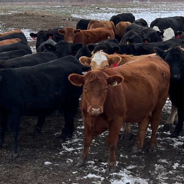 Jeff MacMillan - 975# Yearling Heifers - 42 Head (Marquette, MB)