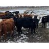 Image 6 : Jeff MacMillan - 975# Yearling Heifers - 42 Head (Marquette, MB)