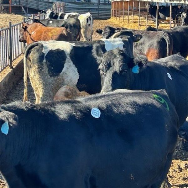 Idaho Dairies/Ranches - 37 Cows & 2 Bulls (Burley, ID)
