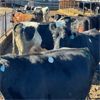 Image 1 : Idaho Dairies/Ranches - 37 Cows & 2 Bulls (Burley, ID)