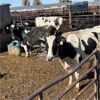 Image 3 : Idaho Dairies/Ranches - 37 Cows & 2 Bulls (Burley, ID)