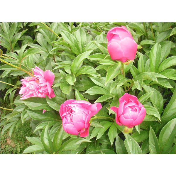 LangdonArt variation photo