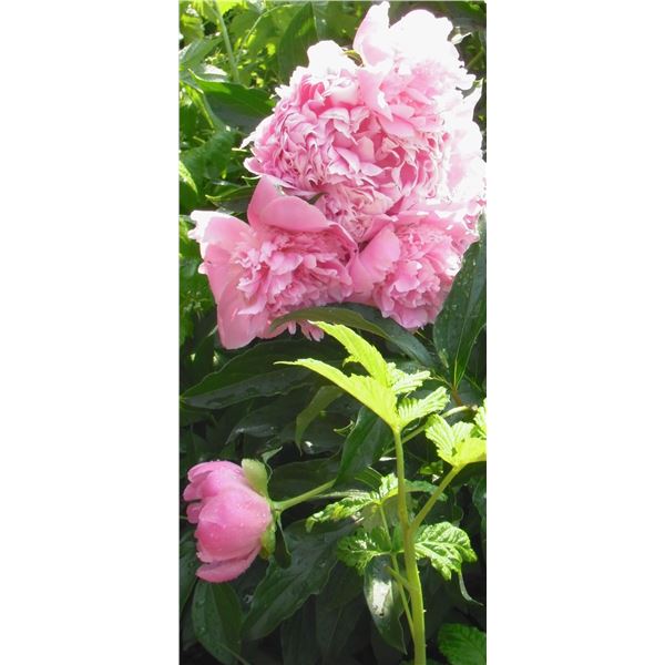 LangdonArt variation photo