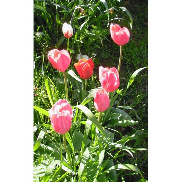 LangdonArt variation photo