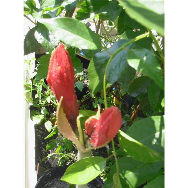 LangdonArt variation photo