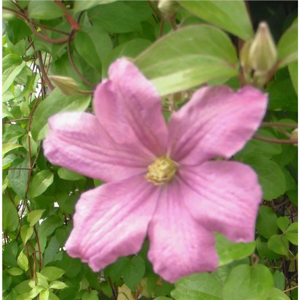 LangdonArt variation photo