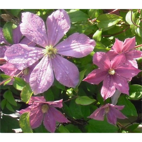 LangdonArt variation photo