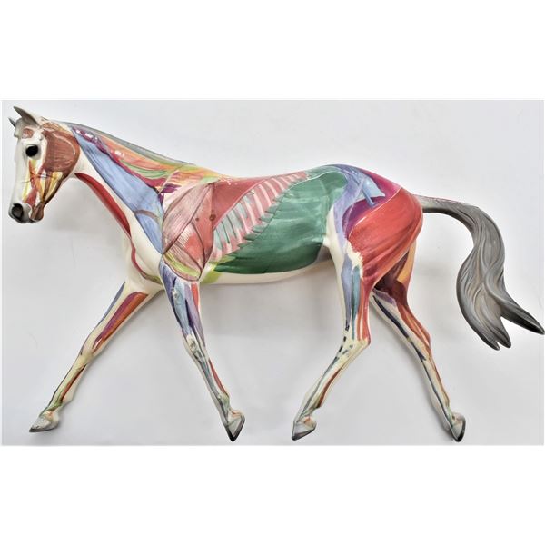 Horse Anatomy Model