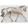 Image 2 : Horse Anatomy Model