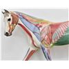 Image 3 : Horse Anatomy Model