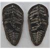 Image 1 : Split Rock Specimen with Fern Fossil Inside
