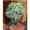 Image 1 : DECORATIVE PLANT