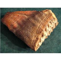 Mammoth Tooth 6" x 5" (one littlesection is missing) (2)