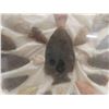 Image 3 : 35 Arrowheads Up to 3 1/2'' Long - Framed in Display 