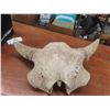 Image 1 : Buffalo Skull Horn Spread 23''