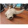 Image 4 : Buffalo Skull Horn Spread 23''