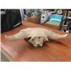 Image 5 : Buffalo Skull Horn Spread 23''