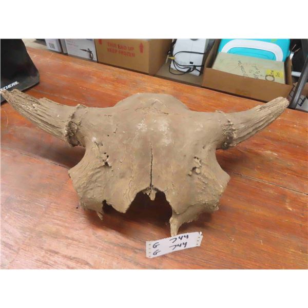 Buffalo Skull 25'' Horn Spread