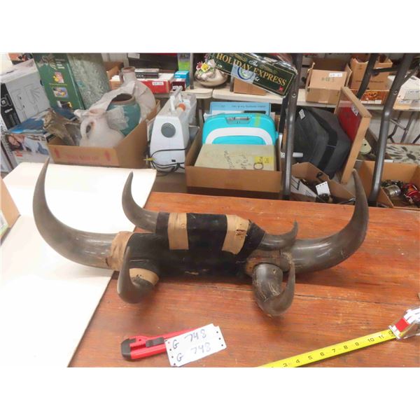 Buffalo Horn Coat Rack / Display - 2 Horns Need to be Fastened