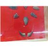 Image 9 : 36 Arrowheads & 4 Bear Claws - Framed in Nice Display 17"x 27" 