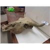 Image 2 : Bovine Skull - Horn Spread 18.5"
