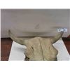 Image 3 : Bovine Skull - Horn Spread 18.5"