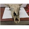 Image 4 : Bovine Skull - Horn Spread 18.5"