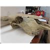 Image 5 : Bovine Skull - Horn Spread 18.5"