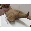 Image 2 : Buffalo Skull - 20" Horn Spread