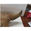 Image 3 : Buffalo Skull - 20" Horn Spread