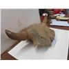 Image 4 : Buffalo Skull - 20" Horn Spread