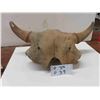 Image 5 : Buffalo Skull - 20" Horn Spread