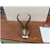 Image 1 : Nanulbia Goat Buck - Horn Spread 10" x 16"