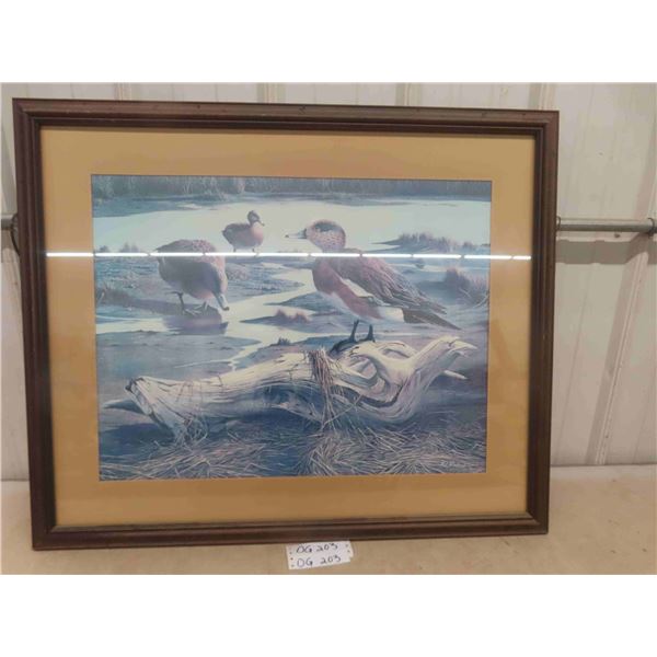 Framed Print 'American Widgeon' 26'' x 32''