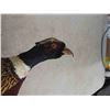 Image 2 : Mounted Pheasant