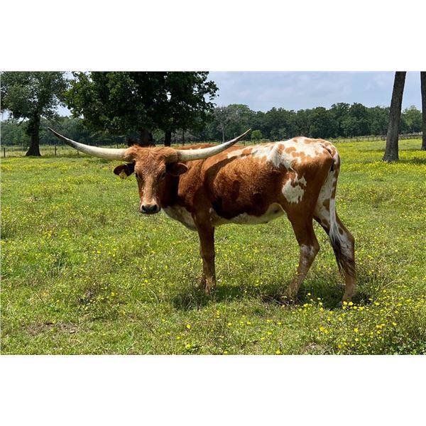 Dalgood's Belinda Lady