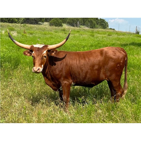 SCC Send In The Clowns