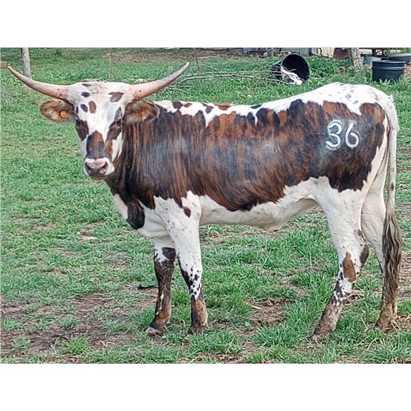 BPT Dixie Land Delight