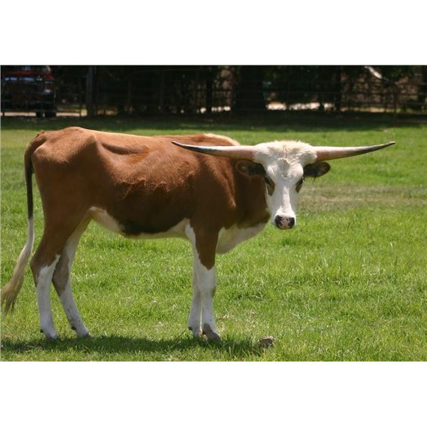 Sweet Brownie KMD 51/2