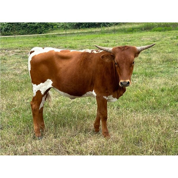 SCC Smooth Like Velvet