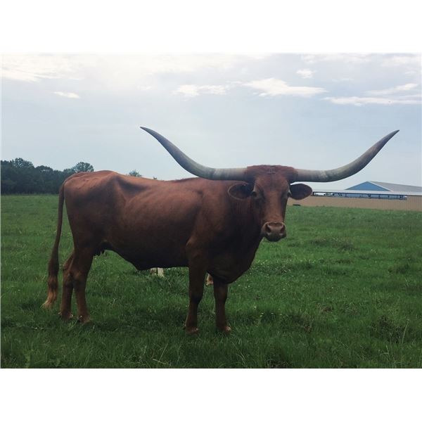 Westfarms Miss Amber 301