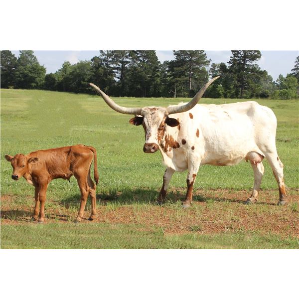 SH Welfare Lady 53/3