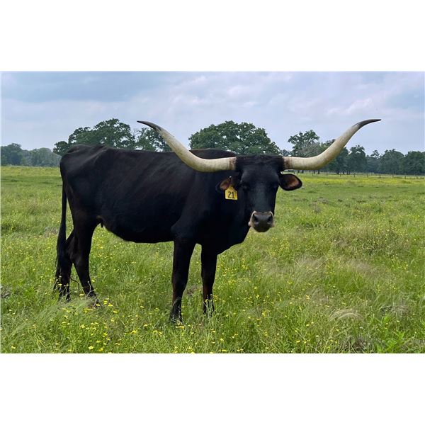 Dalgood's Valentine Rose