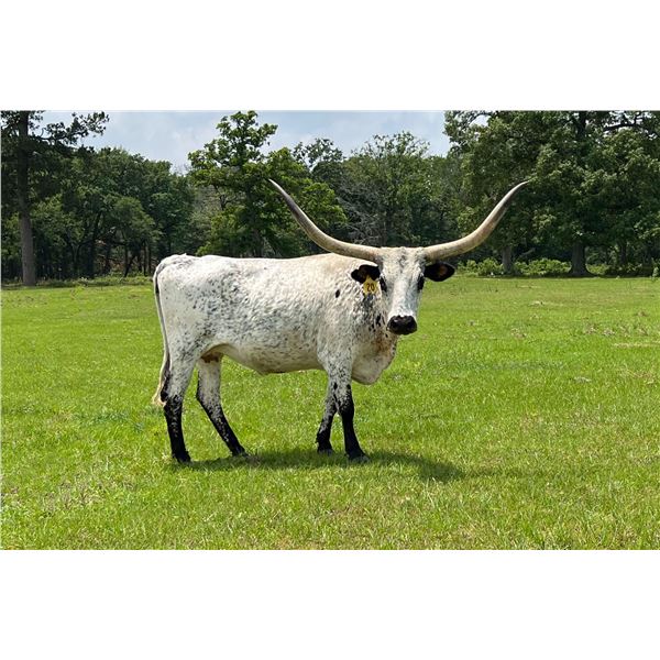 Dalgood Pretty Polka-Dot